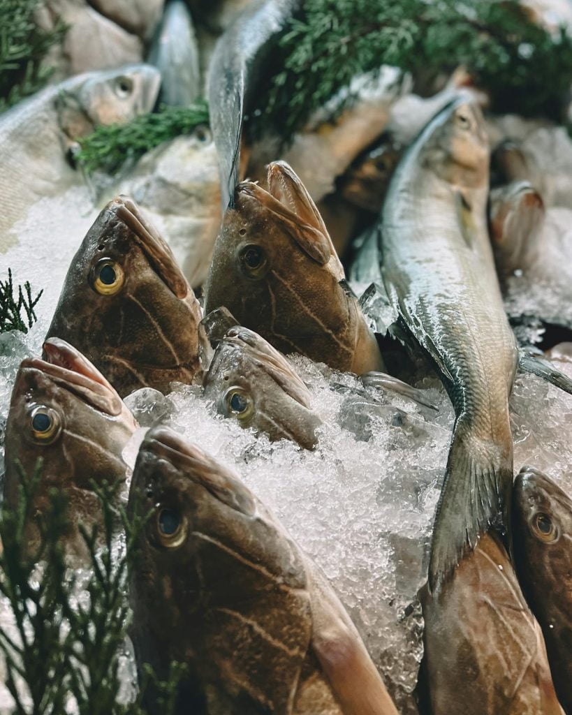Close-up photo of various fish with their heads resting on crushed ice, surrounded by green leafy herbs. The fish have large eyes and varying shades of silver and brown scales, reflecting an ocean already under threat where equitable compensation allowed for breach of arbitration clause by a third party aligns justice.