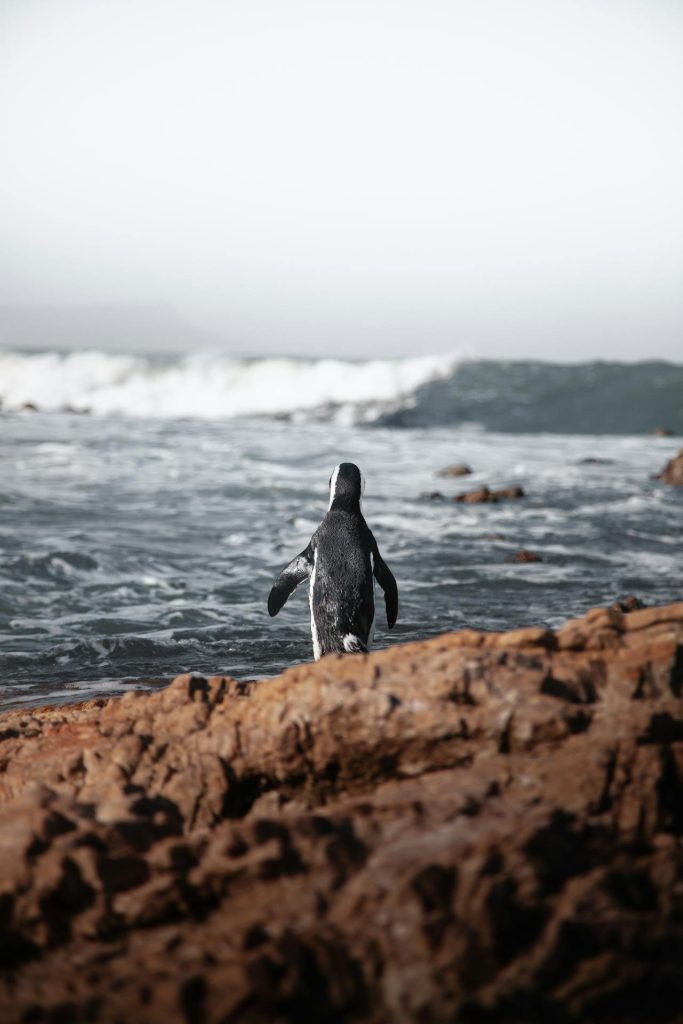 A lone penguin stands on rocky terrain, facing the ocean waves under a foggy sky. The scene captures the penguin from behind as it gazes towards the water, seemingly lost in thought like someone contemplating wilful breaches of contract clauses.