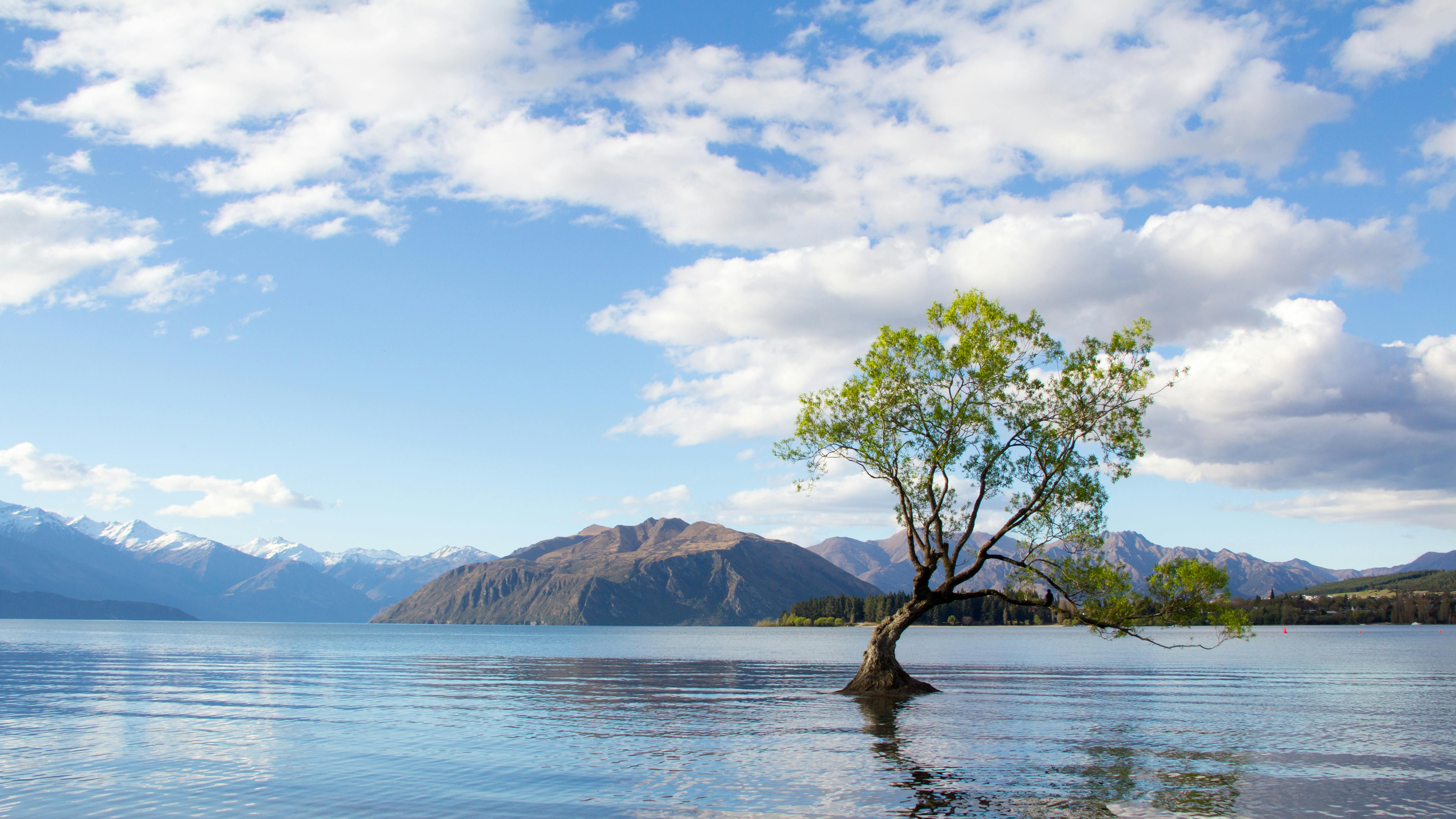 A solitary tree stands in the water of a tranquil lake, with distant snow-capped mountains and a blue sky filled with fluffy white clouds in the background. The scene reflects a peaceful, natural setting.