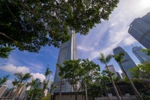 Skyscrapers through the canopy