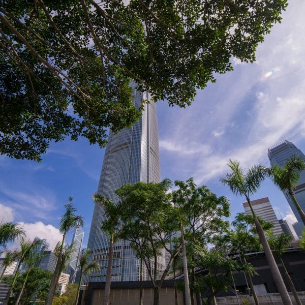 Skyscrapers through the canopy